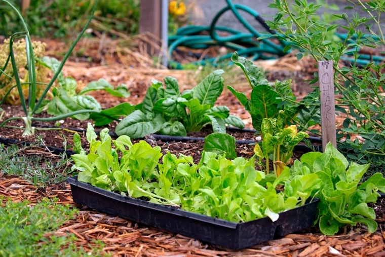 que semer et planter encore au potager en novembre legumes verts