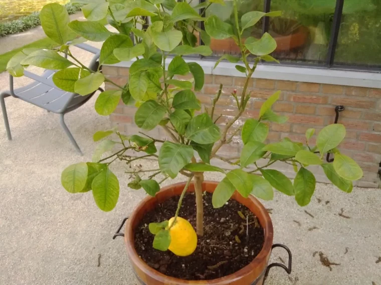 quel engrais pour faire fleurir un citronnier ameuble