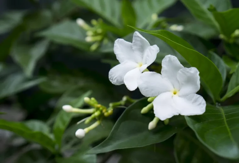 quel entretien pour le jasmin pour qu il fleurisse