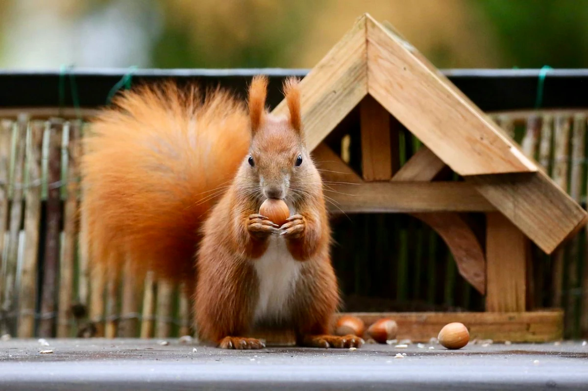 quel est le fruit prefere des ecureuils maison en bois