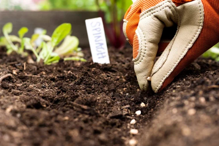 quel legume semer en hiver terre graines