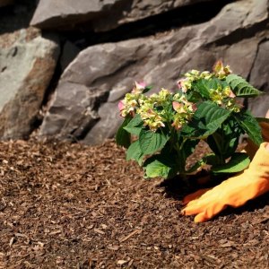 quel paillage pour hortensia gants jardinage couverture sol mulch arbuste