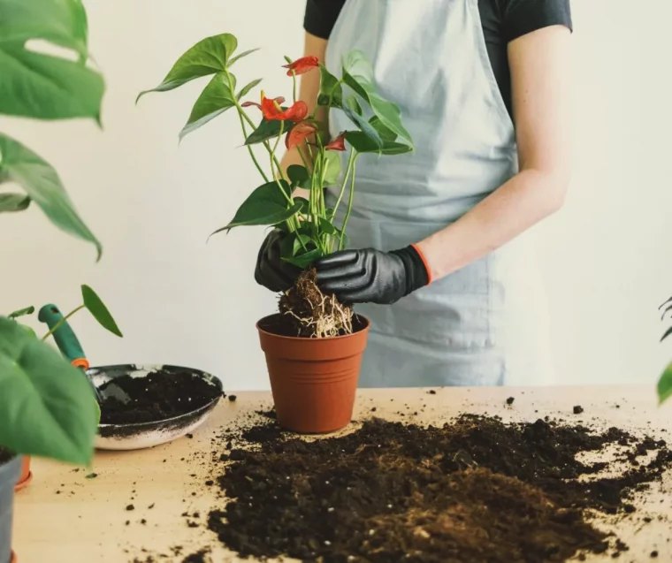 quel terreau rempoter anthurium entretien et culture