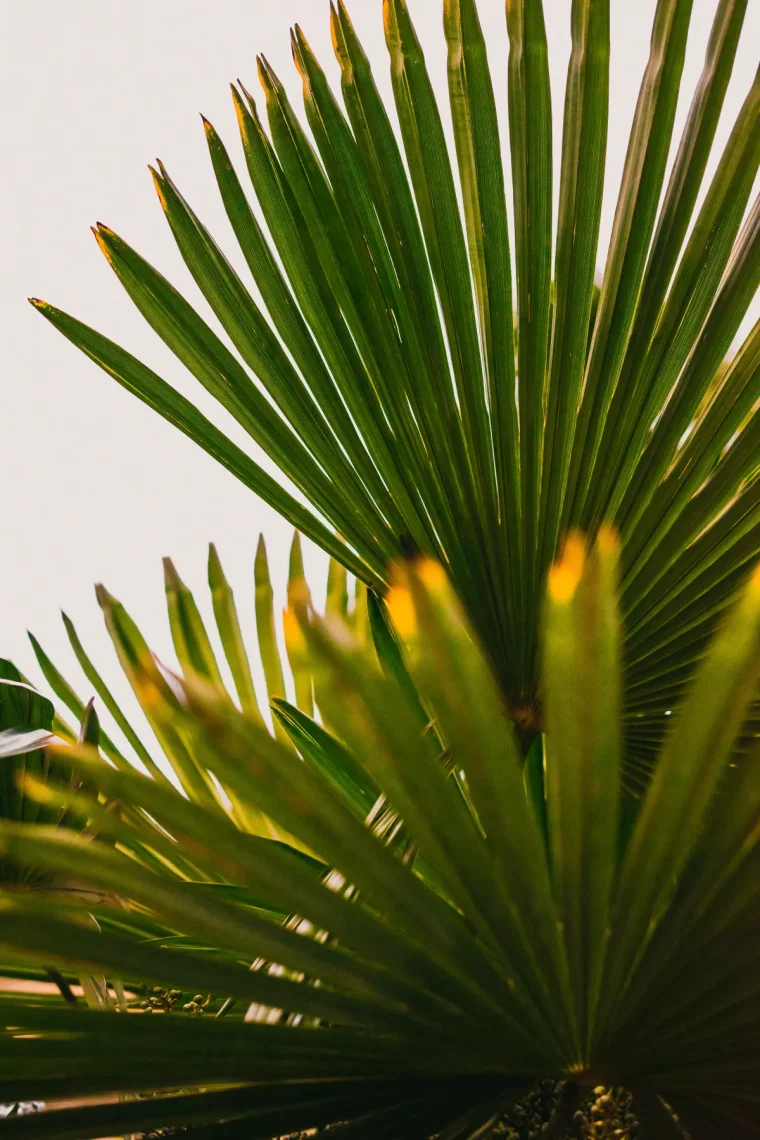 quelle est la partie la plus sensible au froid des plantes exotiques