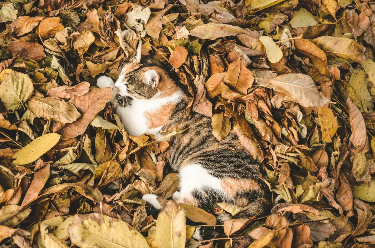 quelles feuilles pour le compost chat sol jardin tapis feuillage jaune