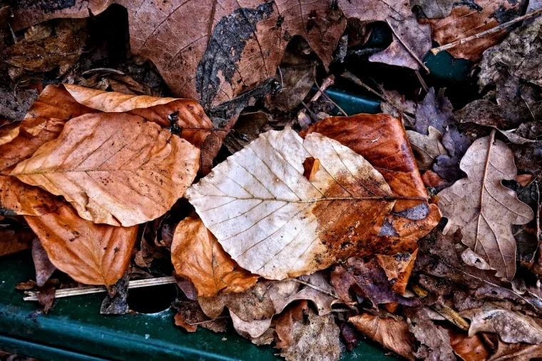 quelles feuilles utiliser pour le paillage feuilles marrons