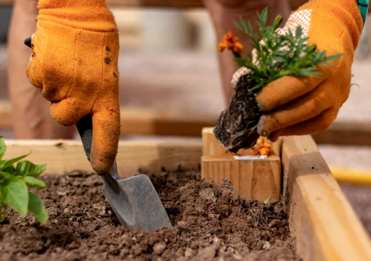 quels legumes semer au mois de novembre gants orange terre potager