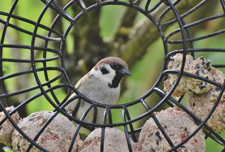 quels oiseaux mangent les boules de graisse moineau arbres