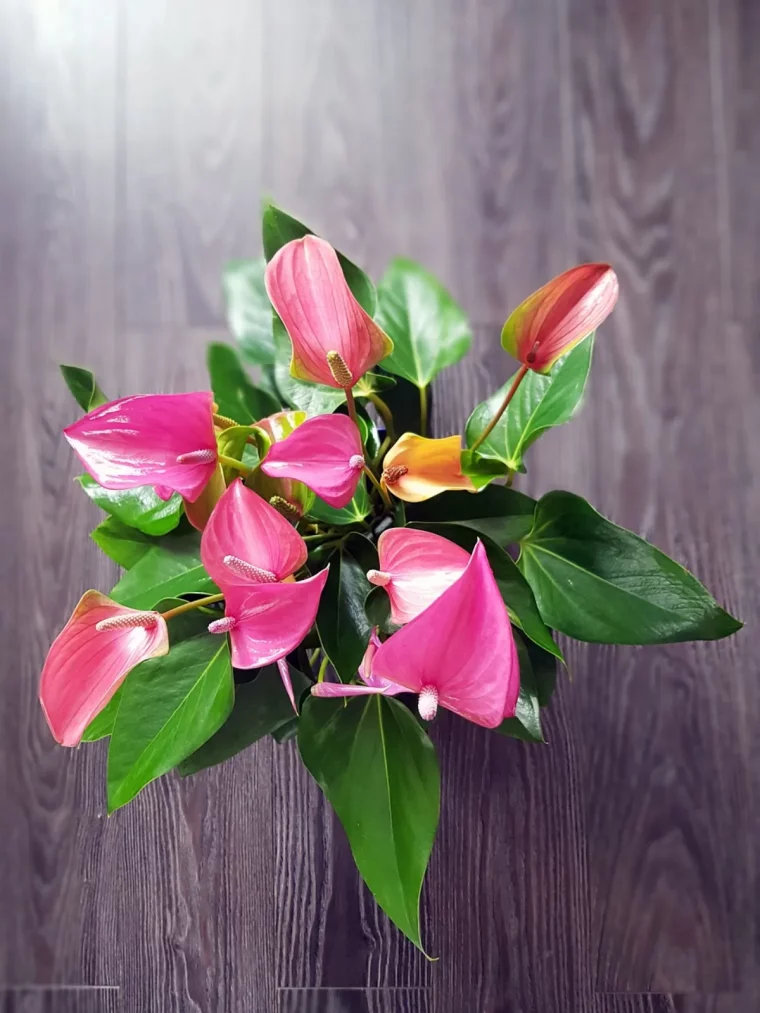 quels soins pour l anthurium pendant la phase de floraison