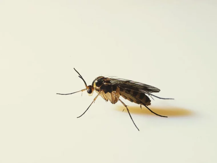 remede de grand mere contre les moucherons dans les plantes comment s en débarrasser