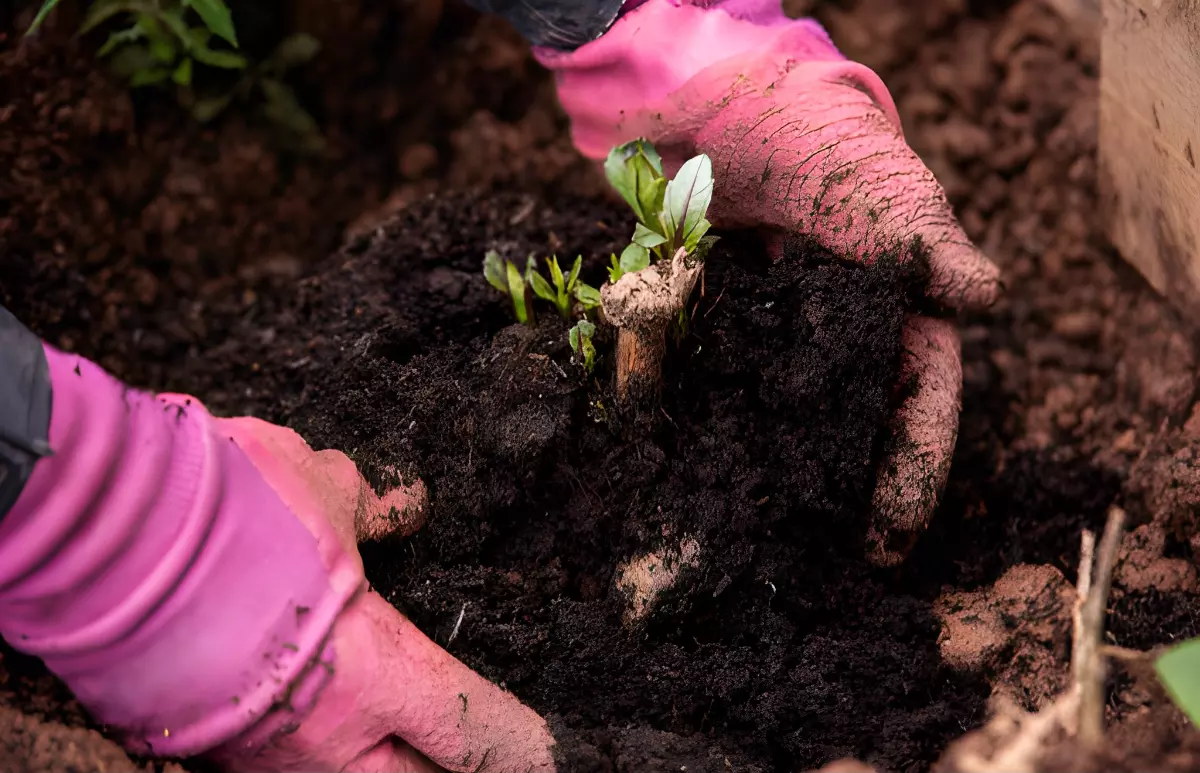 replantation de dahlia germee avec des mains gantees couleur rose