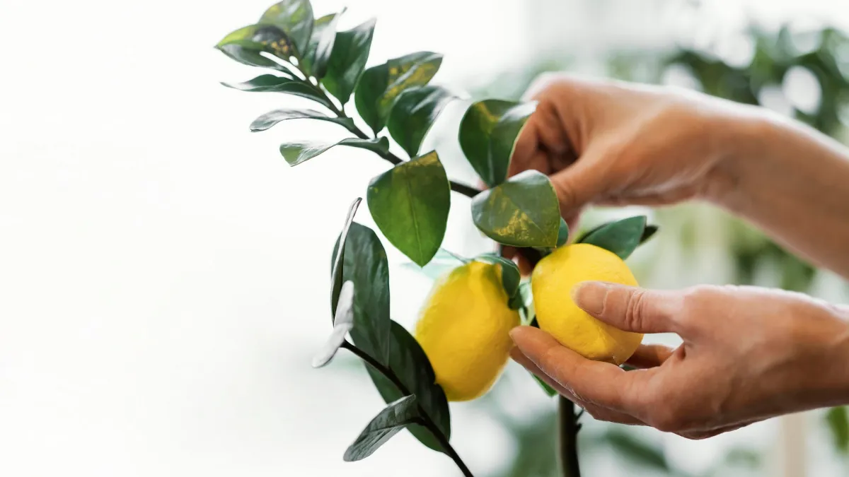 savoir si un citronnier va donner des fruits