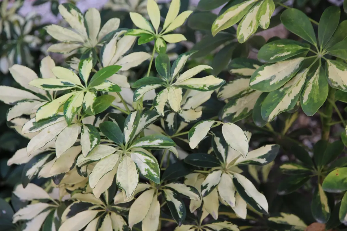 schefflera plante verte feuillage panache lumiere exposition entretien feuilles