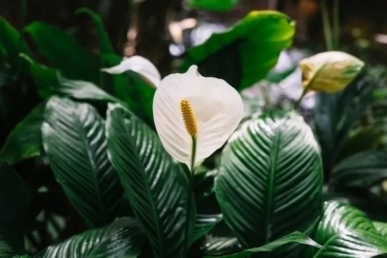 spathiphyllum lys de paix fleur blanche floraison feuilles vert fonce