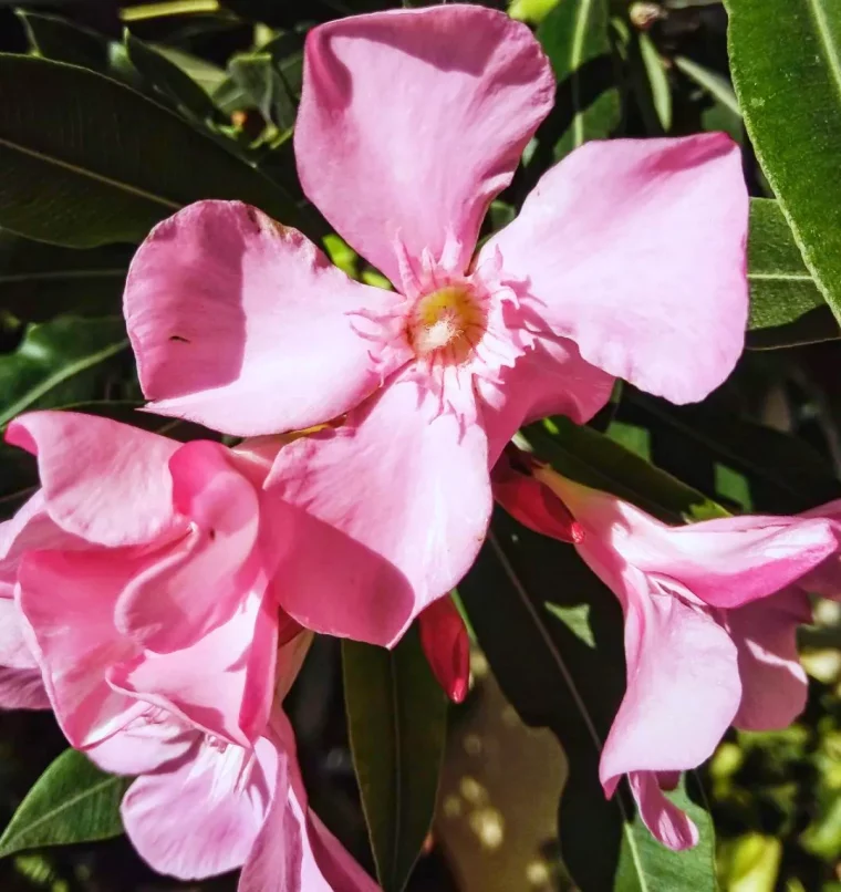 taille du rajeunissement du laurier rose