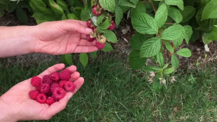 tailler framboisier trop haut framboises dansunemain