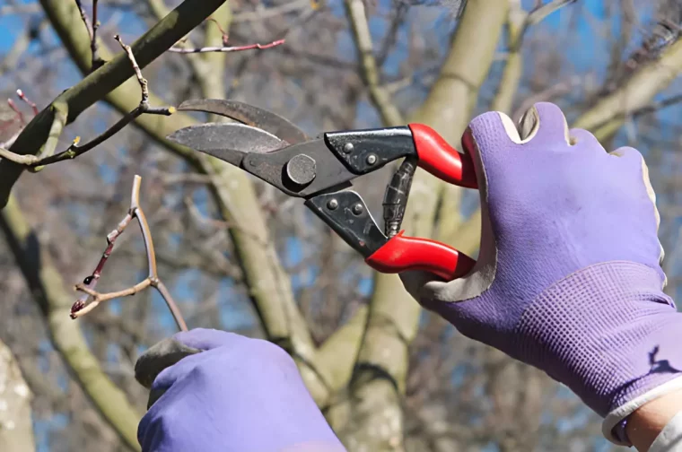 tailler un arbre d ornement avec un secateur et mains gantees couleur lilas