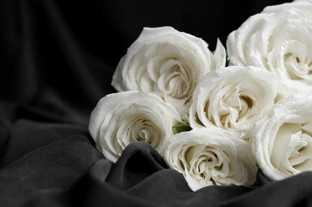 tissu velours noir mat bouquet de roses blanches gouttes d eau