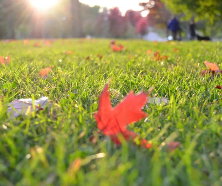 tondre un gazon avec feuilles mortes dessus astuces comment faire