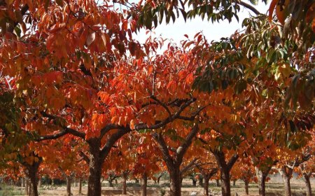 traiter les arbres fruitiers a lautomne feuilles rouges