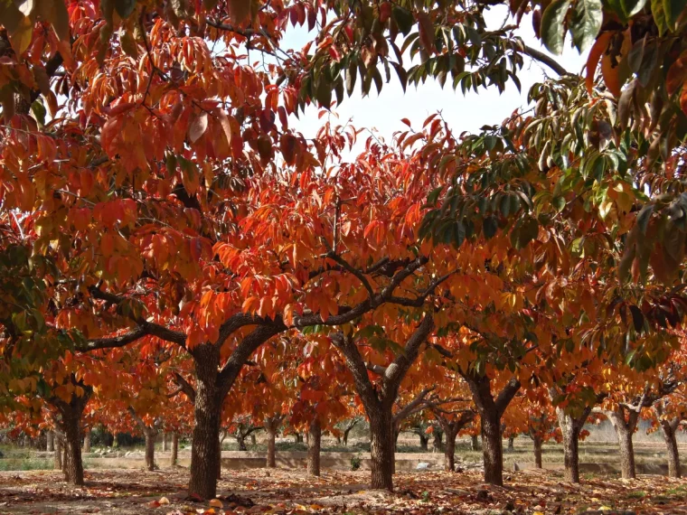 traiter les arbres fruitiers à l'automne feuilles rouges