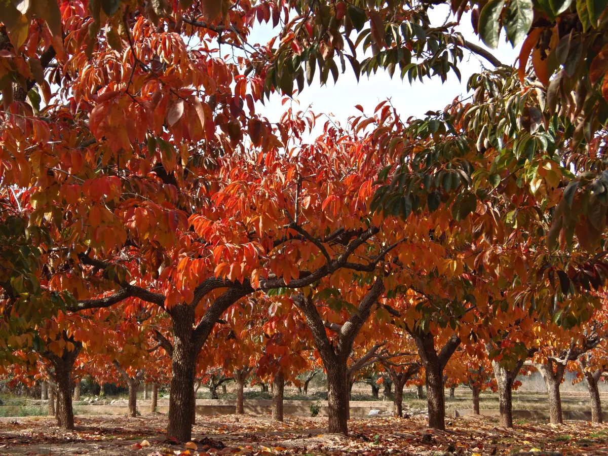 traiter les arbres fruitiers à l'automne feuilles rouges