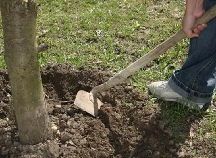 traiter les arbres fruitiers pour l'hiver creuser le sol