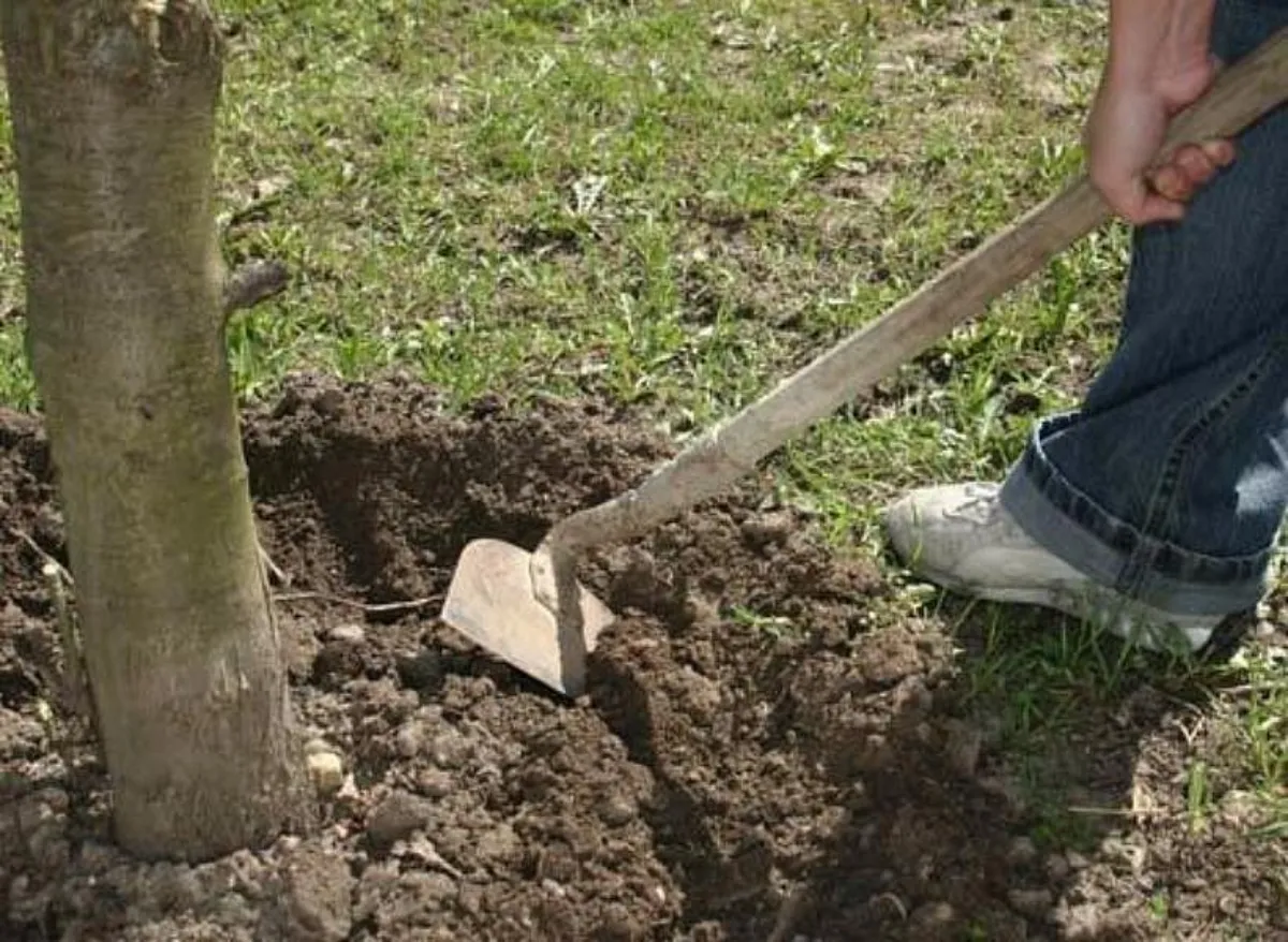 traiter les arbres fruitiers pour l'hiver creuser le sol