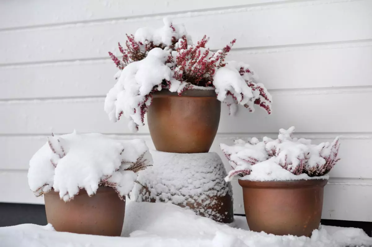 trois plantes en pot sous la neige