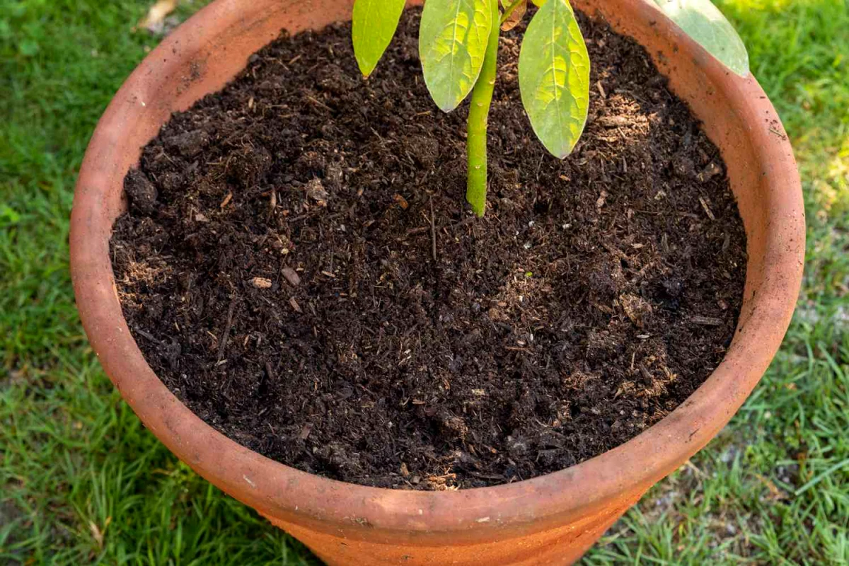 un pommier qui grandit dans un pot terre feuilles vetes