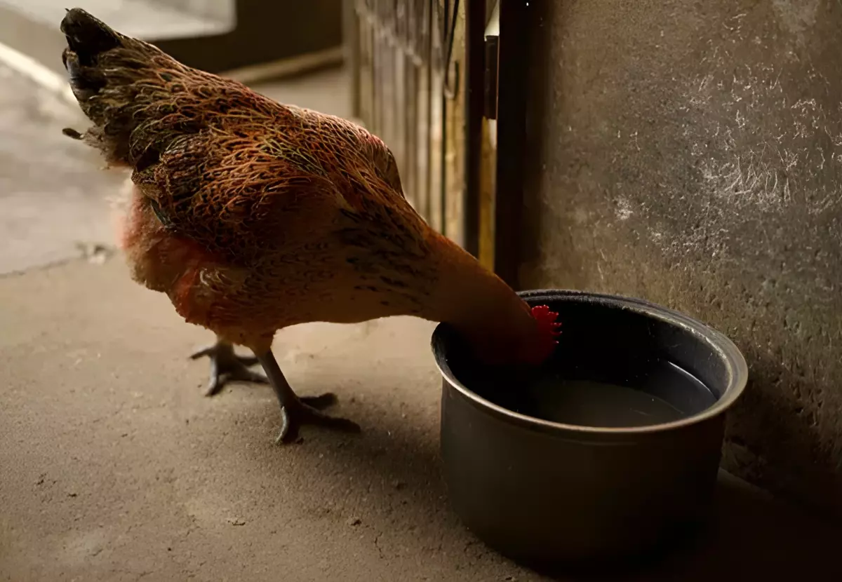 une bassine en metal avec de l eau a l abri avec une poule qui boit de l eau