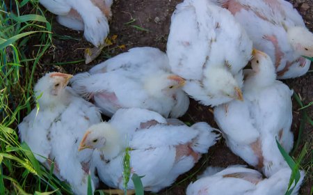 vue de dessus de poules blanches qui ont perdu une partie de leurs plumes