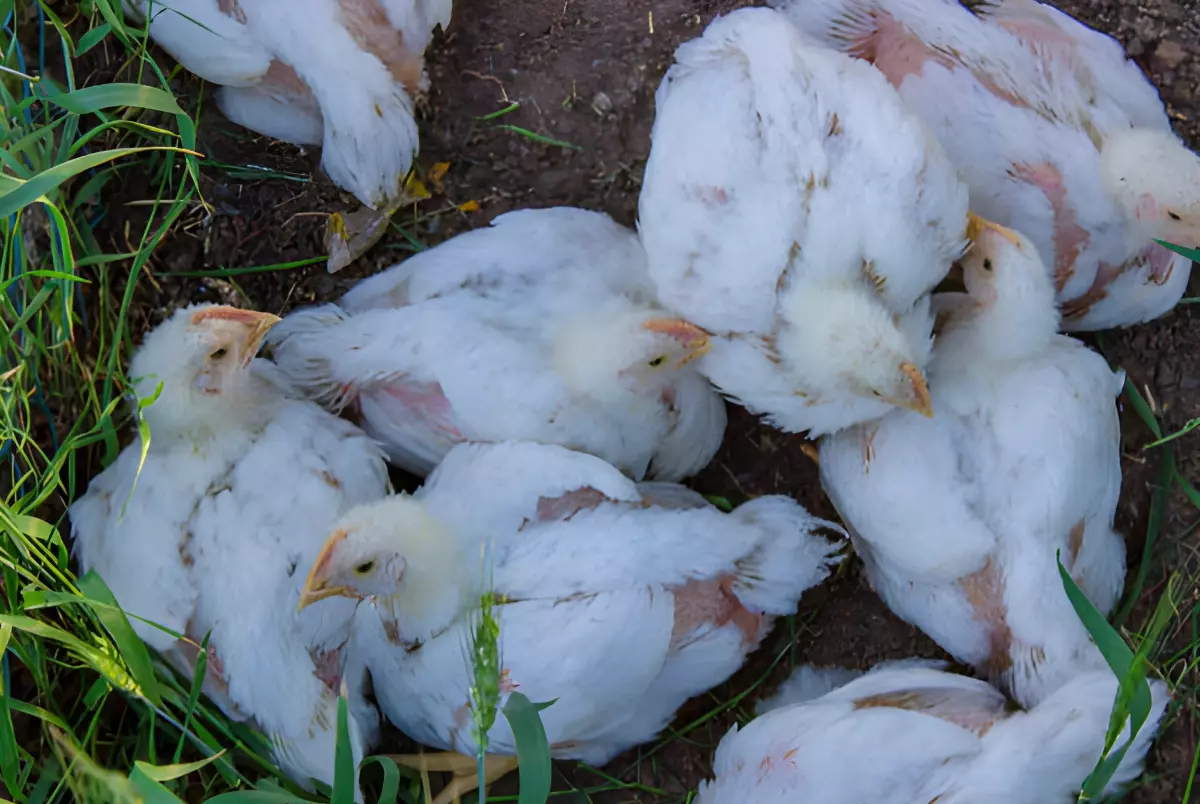 vue de dessus de poules blanches qui ont perdu une partie de leurs plumes