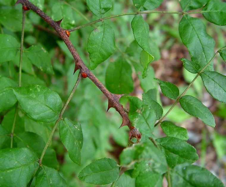zanthoxylum feuilles vertes haie defensive arbuste