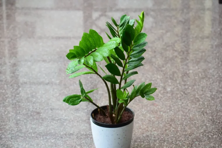 zz plante zamioculcas zamiifolia entretien exposition soleil pot plastique sol