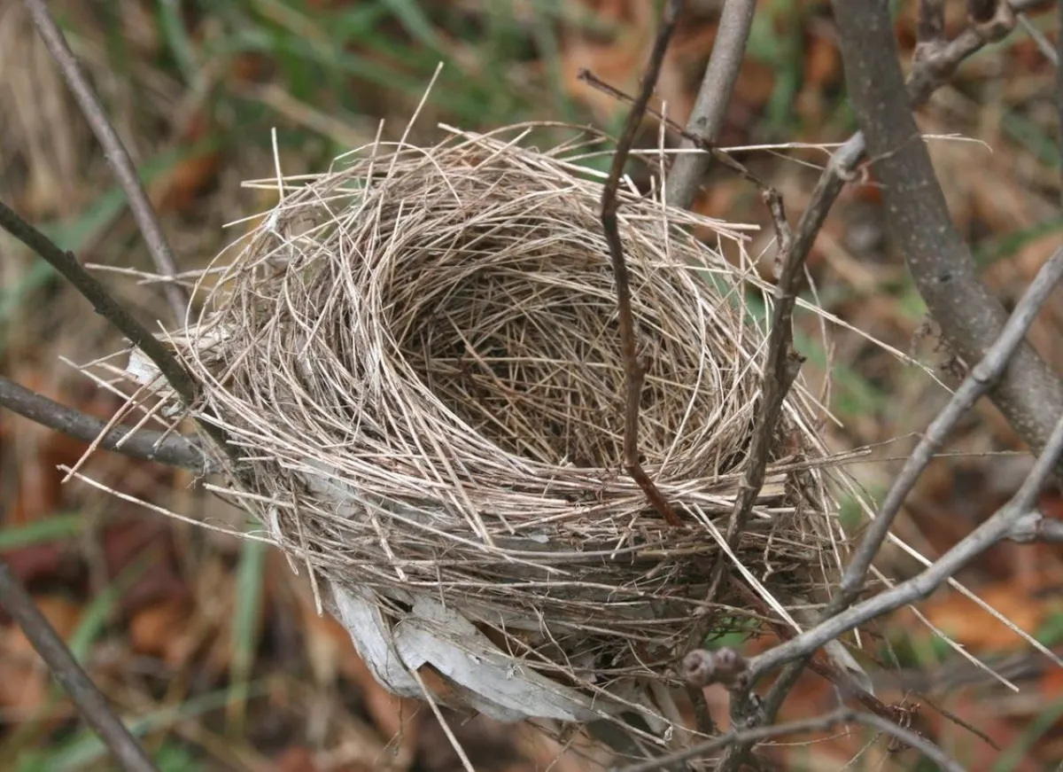 comment faire venir les oiseaux dans son jardin nid