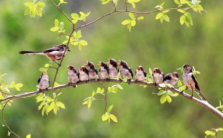 favorisez la nidification des oiseaux dans votre jardin oiseau nourrit ses petits