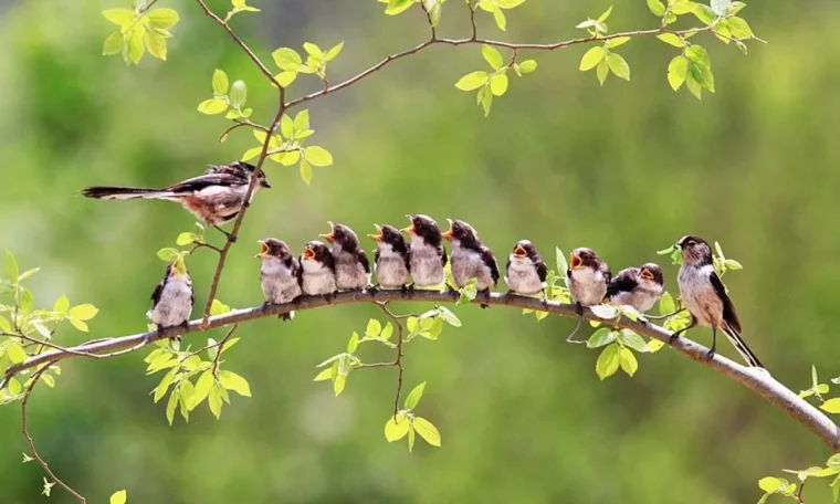 favorisez la nidification des oiseaux dans votre jardin oiseau nourrit ses petits