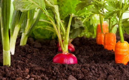 legumes sans entretien et qui poussent vite a planter en decembre