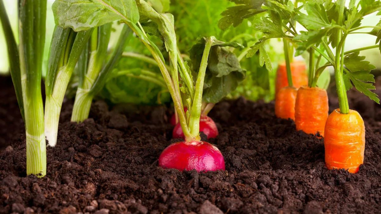 legumes sans entretien et qui poussent vite a planter en decembre