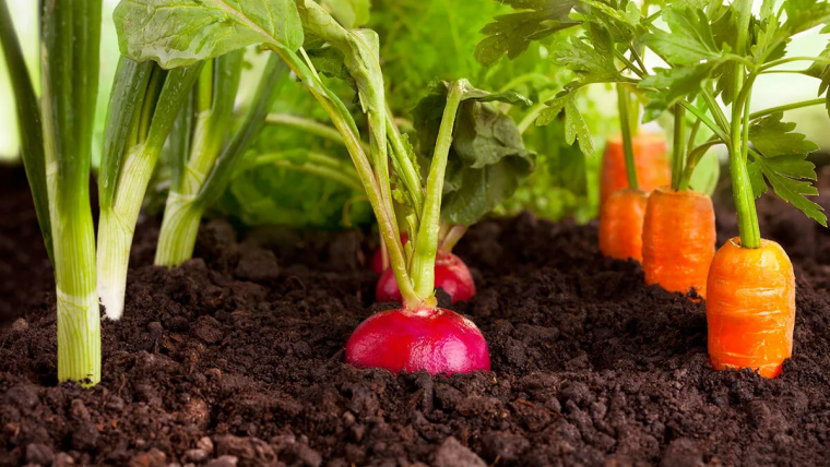 légumes sans entretien et qui poussent vite à planter en décembre