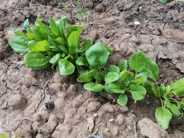 quelle est le légume qui pousse le plus vite epinard