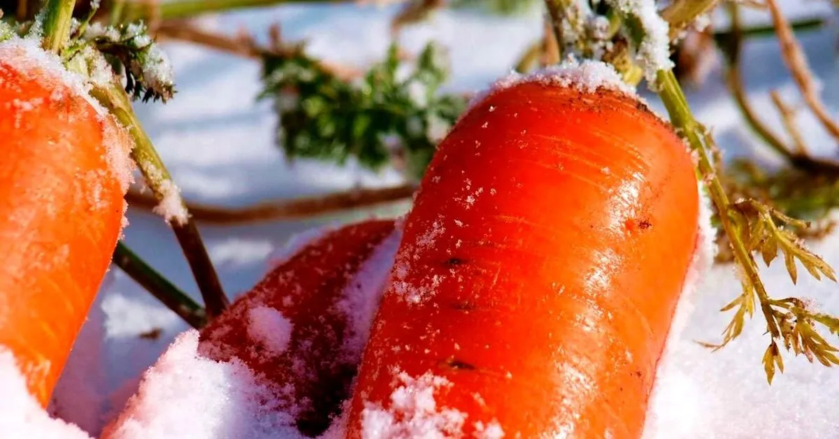 quelles graines semer en décembre carottes