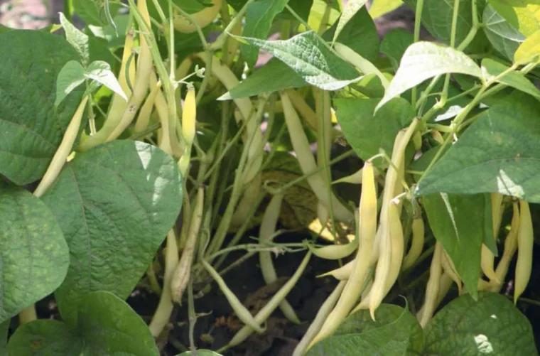 quels sont les légumes qui poussent vite haricots verts