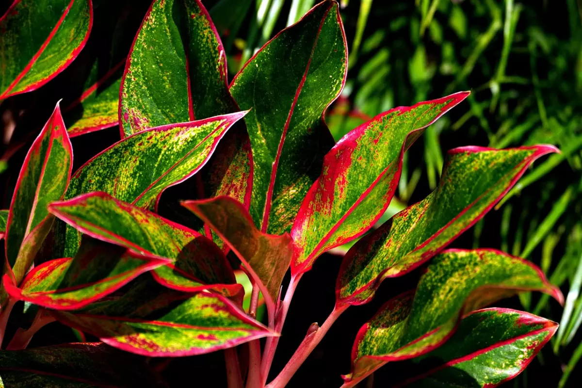 aglaonema de pres avec des feuilles colorees en vert et rouge