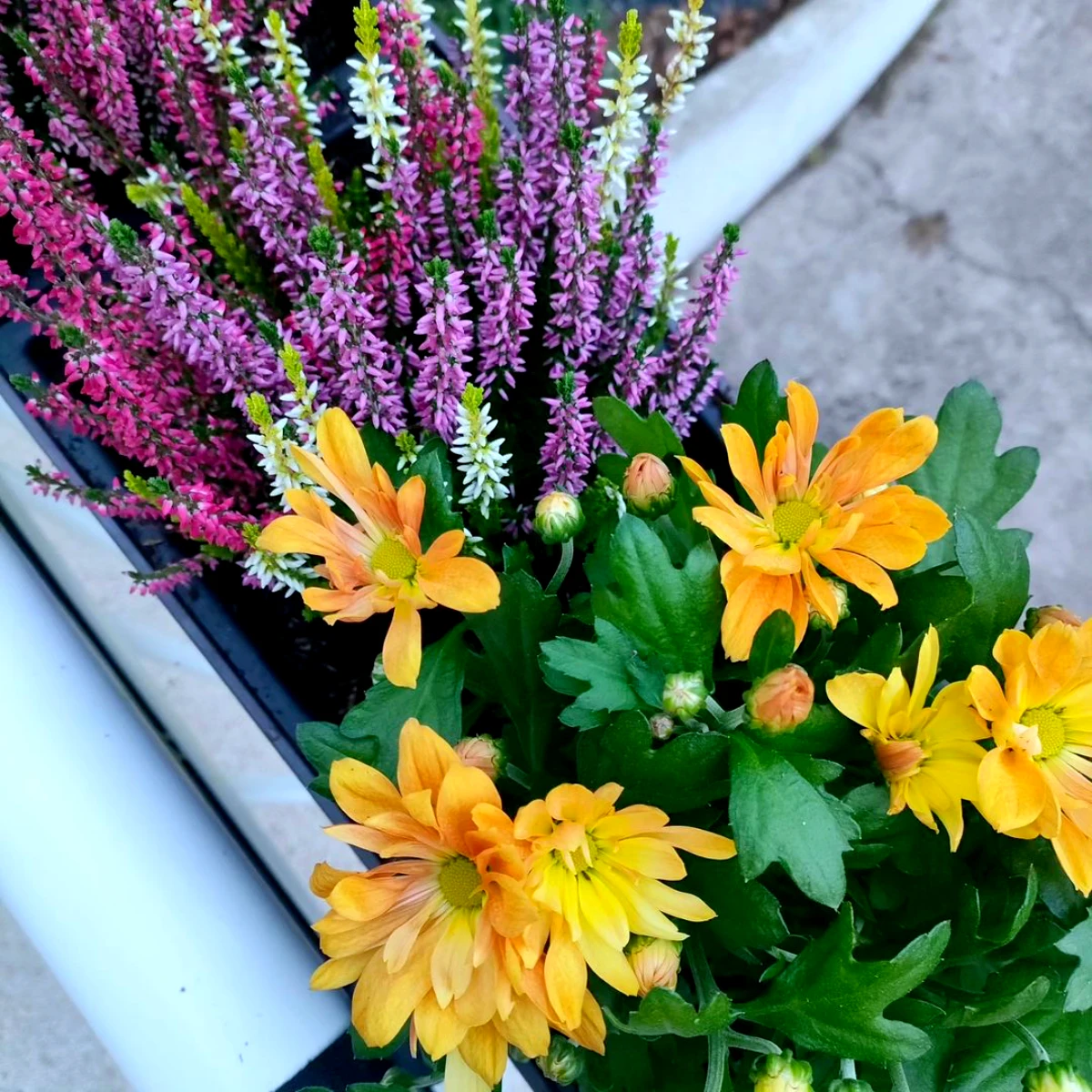 bruyere d hiver a cote des fleurs jaunes
