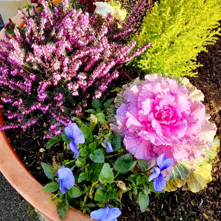 bruyere plantes d accompagnement fleurs roses