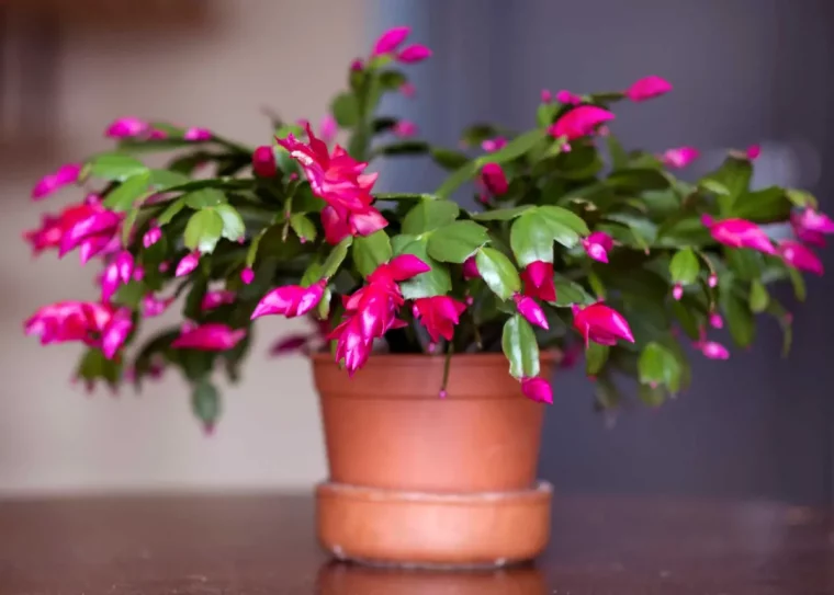 cactus de noel arrosage guide complet