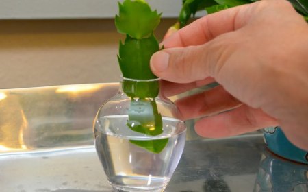 cactus de noel bouture eau recipient vase verre main propagation plante