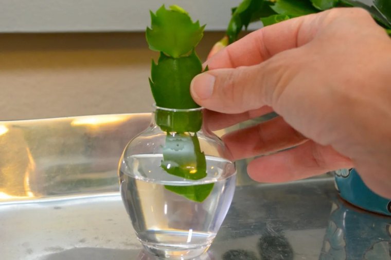 cactus de noel bouture eau recipient vase verre main propagation plante
